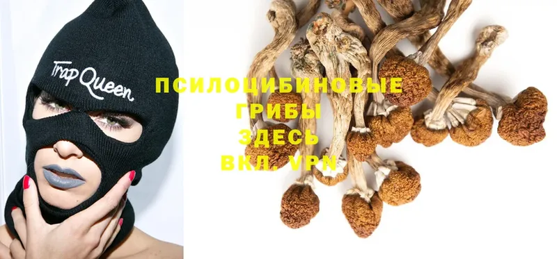 Псилоцибиновые грибы Psilocybine cubensis  где купить   Ясногорск 